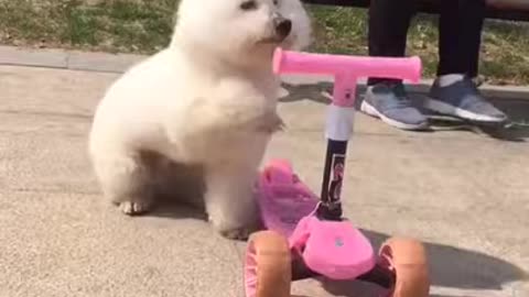 VERY CUTE Dog Rides a PINK SCOOTER