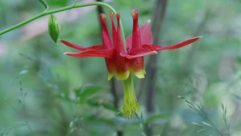 Red Columbine