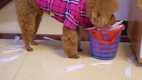 Puppies can also clean at home