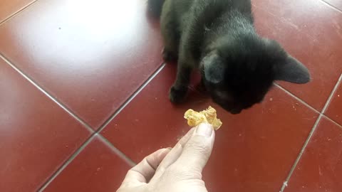 cat eating tempe..