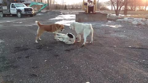 Central asian shepherd conflict