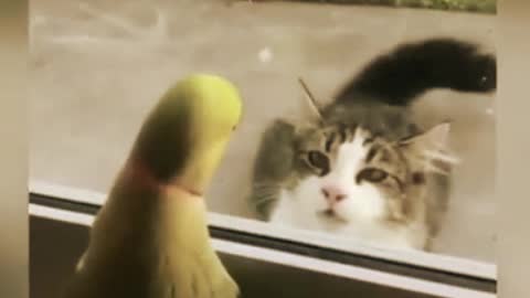 FUNNY CAT AND PARROT