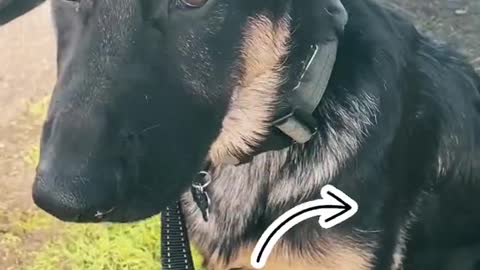 Puppy hiccups when we get nervous