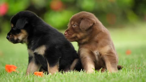 Cute Puppy baby dog playing in the green park2021