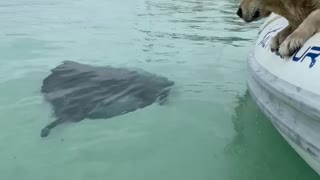 Sting Ray Bahamas