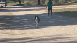 Happy Doggie Follows The Wrong Owner