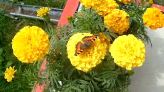 Butterflies and flowers