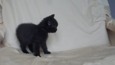 The Cuttest Black Kitty You've Ever Seen