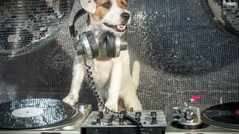 AMAZING DOGGY DJ