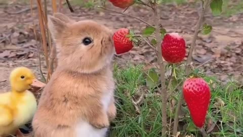 Great video of a rabbit eating fruits 🐰🐰🍓🍓