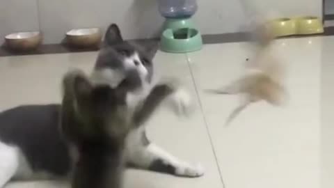 Cute Cats Playing With Wand Toy