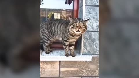 Cute Cat talking English