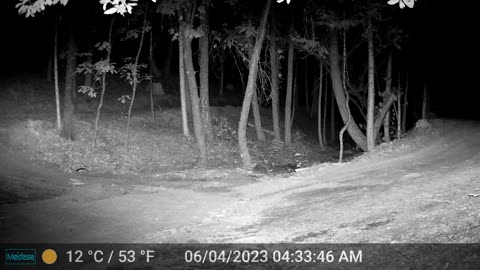Bobcat or Linx? Either Way They are Back