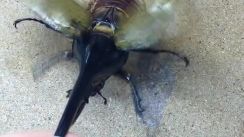 Largest Beetle in the World (2 Videos)