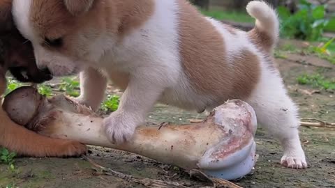 The dog grabs the bone#cutepet#dog