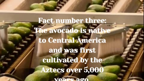 The truth behind avokado:5 Facts about Avokado.