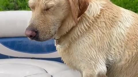 Winter Splash: Doggo's Chilly Bath Adventure! ❄️🐾"