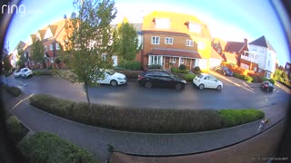 Swan Crashes Into Roof