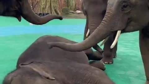 Baby elephant massage
