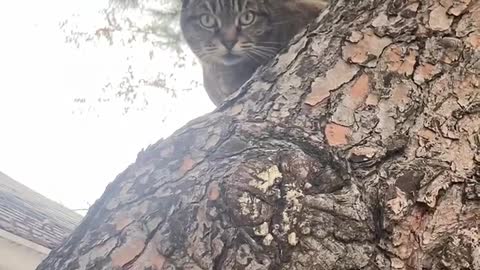 CUTE CAT CHILLIN IN THE TREE!