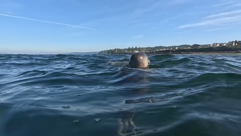 Seals Play With Puget Sound Swimmer