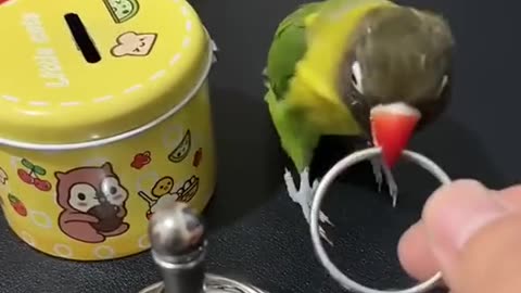 OMG!😍 Smart Parrots Baby Animals