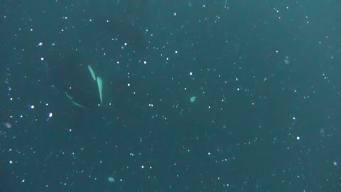 wild Orca nearly collides with a diver 720p ★ 2015 @versatilith