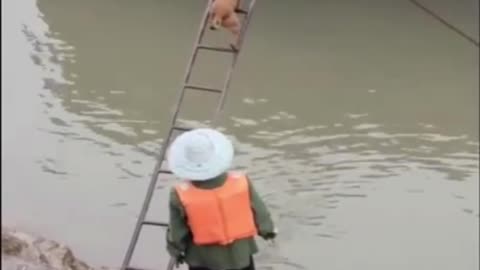 How a smart dog walking up on the stairs 😱🐕