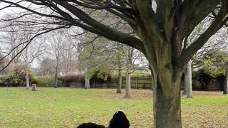 Bernese Mountain Dog trying very hard to be friends with squirrel