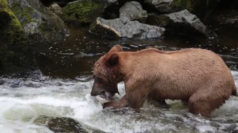 Brown Bear Catching and Eating Salmon