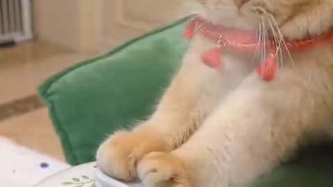 Cat Makes Ramen For Its Owner