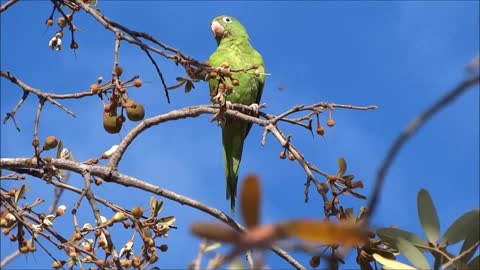 Parakeet Birds Birds Of Brazil Animals Green Bird