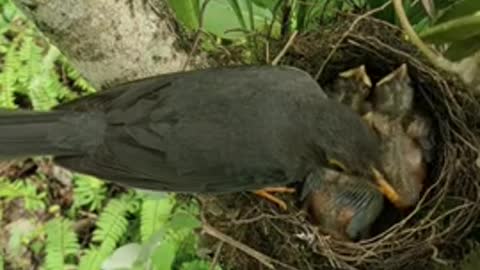 Crow is feeding her child