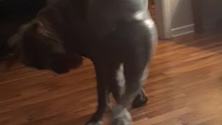 My crazy Dog loves playing around