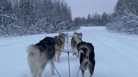 Beautiful Husky Dog Sledding in Fairbanks, Alaska in December, 2021