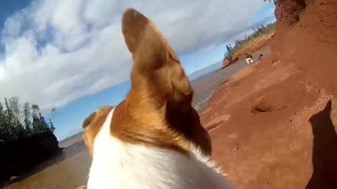 Resuced from a Kill Shelter. Farley the Dog today with a GoPro on