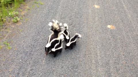 Cyclist Meets Family of Skunks