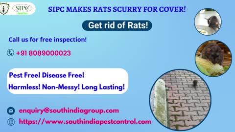 Rodent Control Bangalore