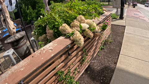 Episode 47 - The dreaded "droopy" Hydrangea. Here's how to avoid it.