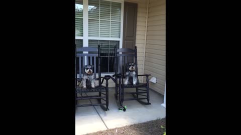 Dog rocks in rocking chair