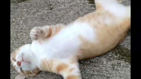 Cat Lying on the Ground#cat990 #cat #shorts