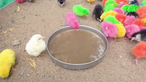 Silly Chicks Chirping Sounds with Murgi Hen colored Chicken are drinking water in verano