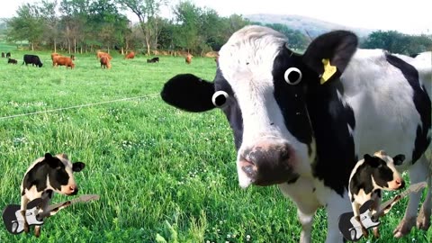 I'm a Cow Song mooo