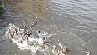 The ducks try to get food from each other