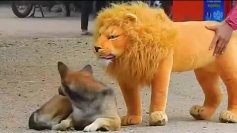 fake Lion and Fake Tiger Prank To dog……Troll Prank