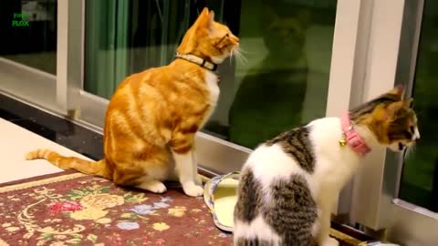 watching this video very Funny Cats and Kittens