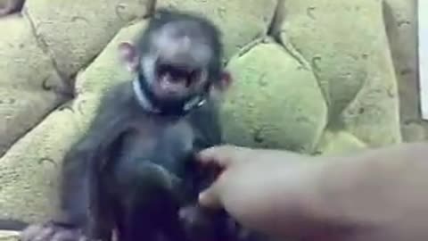 monkey video funny
