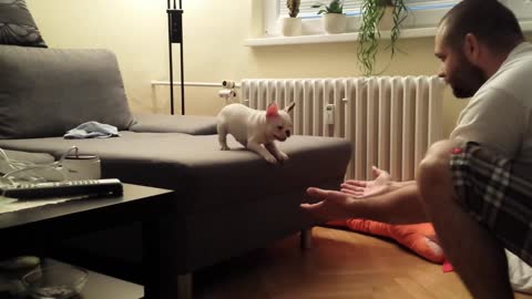 ROCKY the French Bulldog puppy jumping