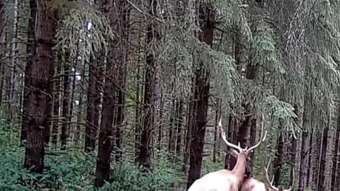 Bull Elk Mating in Front of My Camera