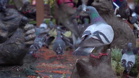 Flock Of Pigeons Standing On Concrete Floor In The Park